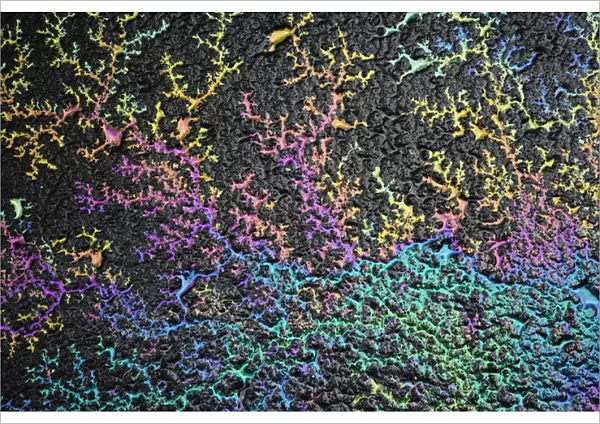 Light refracted in motor oil on wet asphalt pavement revealing a rainbow pattern of colors