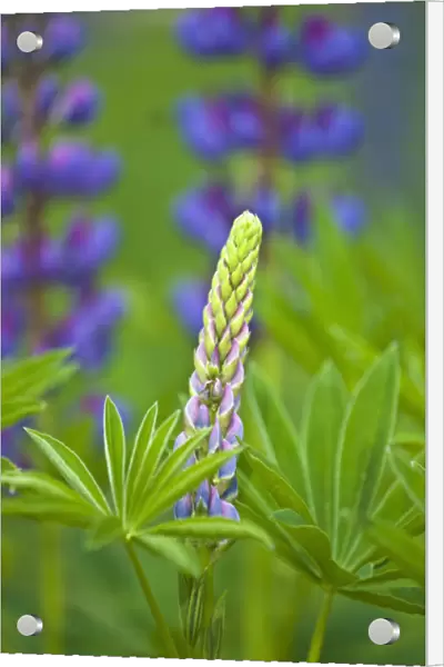 USA, Maine, Acadia National Park. Close-up of lupine flower bud starting to bloom