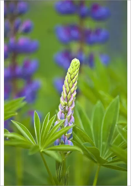 USA, Maine, Acadia National Park. Close-up of lupine flower bud starting to bloom