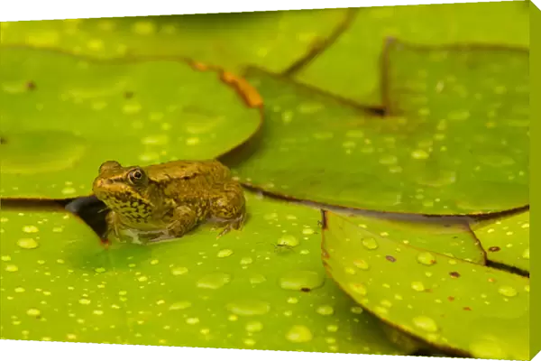 United States, Maryland, Westminster, Union Mills, Small frog on green lily pad
