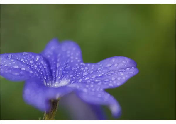United States, Maryland, Wheaton, Brookside Gardens, closeup of blue flower with