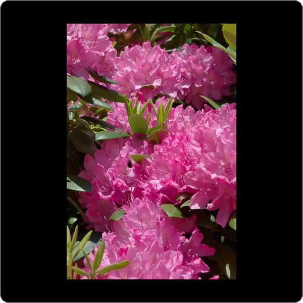 Reading, MA, USA, pink Rhododendron in full bloom