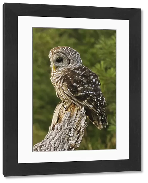 Barred Owl, Strix varia, Michigan