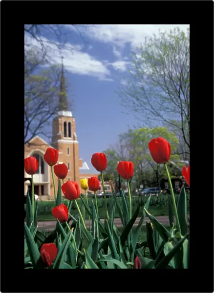 NA, USA, Michigan, Ottawa County, Holland, Centennial Park, red tulips foreground