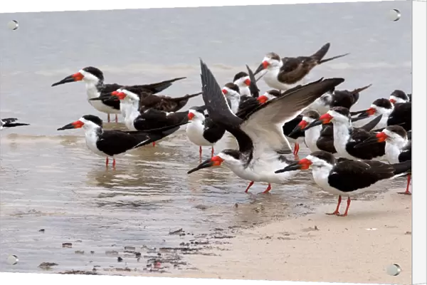 N. A. USA, Mississippi. Black skimmers on the Mississippi Gulf Coast