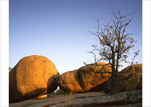 USA, Missouri, Elephant Rocks State Park, Oak and boulder