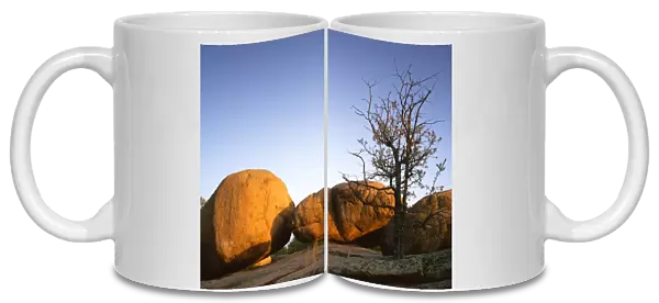 USA, Missouri, Elephant Rocks State Park, Oak and boulder