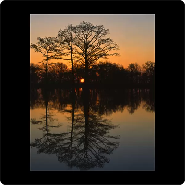 USA, Missouri, Stoddard County, Otter Slough Wildlife Area, Cypress at sunrise