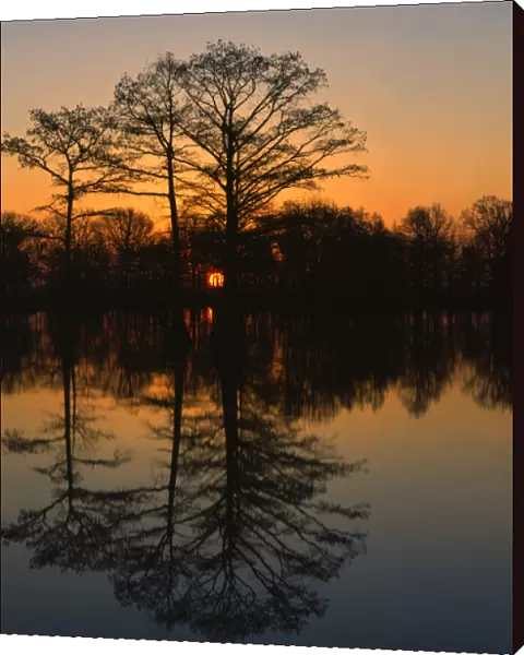 USA, Missouri, Stoddard County, Otter Slough Wildlife Area, Cypress at sunrise