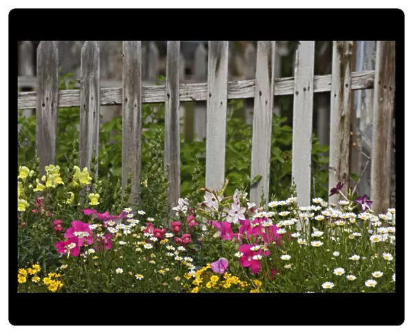 Various flowers in picket fence, Virginia City, Montana