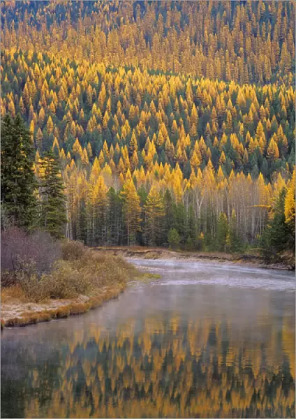 Larch Trees reflect into McDonald Creek in Autumn in Glacier National Park Montana