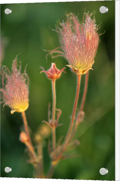 Prairie Smoke wildflowers in the Montana prairie