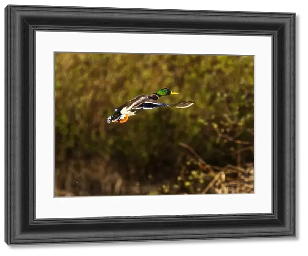 Male Mallard duck take flight near Whitefish Montana