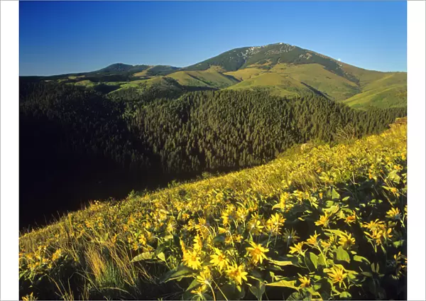 Arrowleaf balsomroot wildflowers in the Highwood Mountains in the Lewis and Clark National Forest