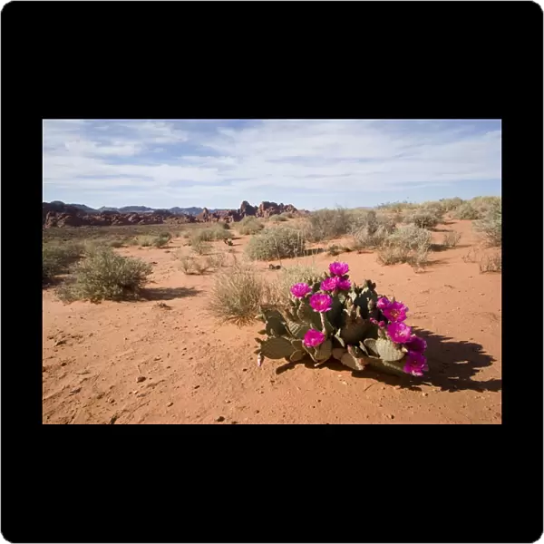 USA - Nevada. Blooming Beavertail Cactus in Valley of Fire State Park