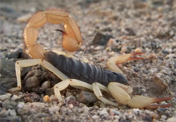 NEVADA. USA. Desert hairy scorpion (Hadrurus arizonensis). Great Basin
