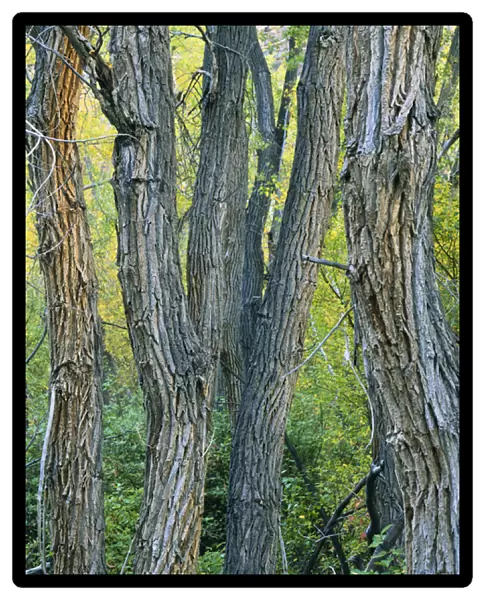 Mt. Moriah Wilderness, Nevada. USA. Narrowleaf cottonwoods (Populus augustifolia)
