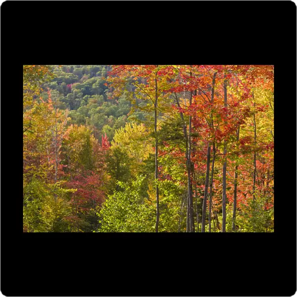 Fall in a forest in Grafton, New Hampshire