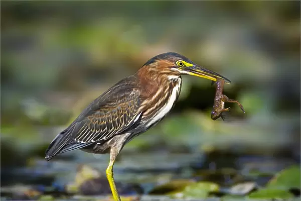 North America, USA, New Jersey, Watchung. Green Heron with a young frog