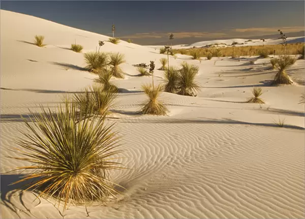 Yucca plants at sunset, White Sands National Monument, New Mexico