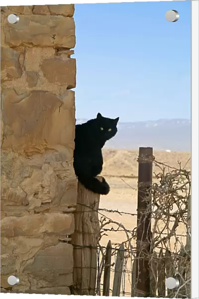 Navajo land, New Mexico, United States. Black cat on post