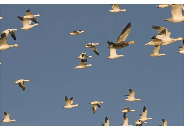 Migrating snow geese, Chen caerulescens, in flight, Bosque del Apache National Wildlife Refuge