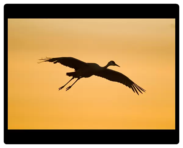 A migratory sandhill crane, grus canadensis, comes in for a landing in a pond at