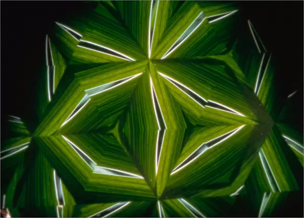 USA, New York, Slingerlands. A kaleidoscope turns iris leaves into abstract art. Credit as