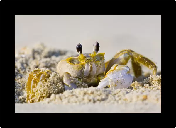 North America, USA, North Carolina, Nags Head. Ghost Crab excavating a burrow
