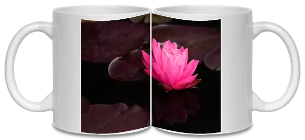 USA; North Carolina; Water lily