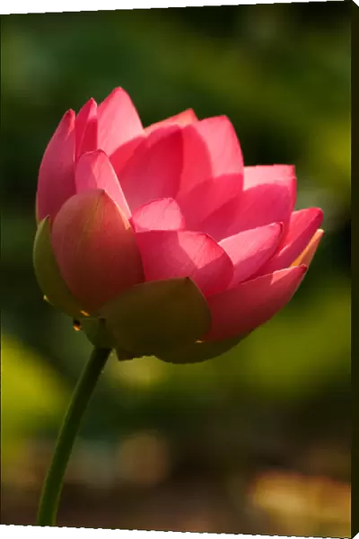 USA; North Carolina; Lotus blossom with backlighting