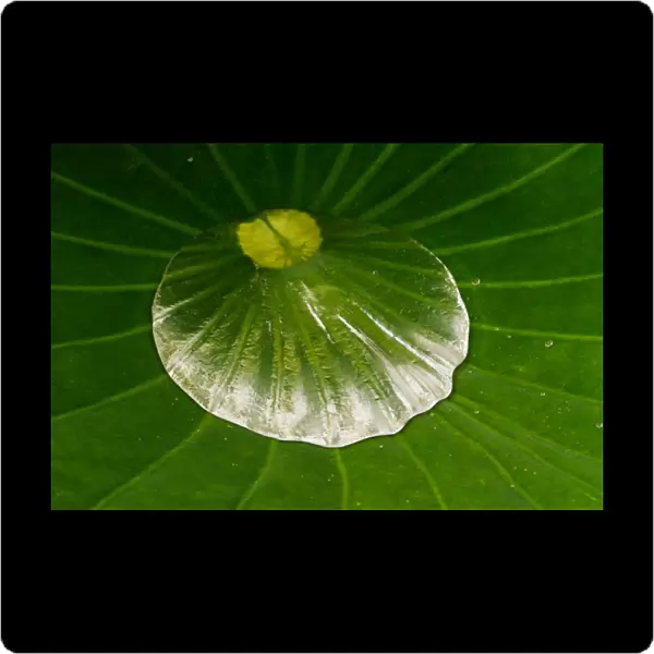 USA; North Carolina; Dew in the center of lotus leaf