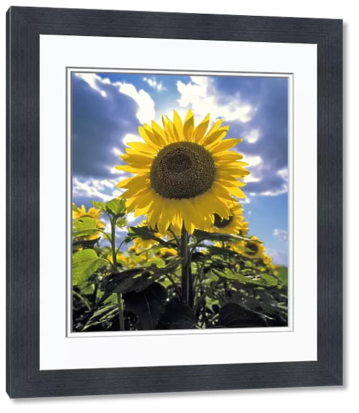 USA, North Dakota, Cass Co. Its easy to see how the sunflower got its name, in Cass County