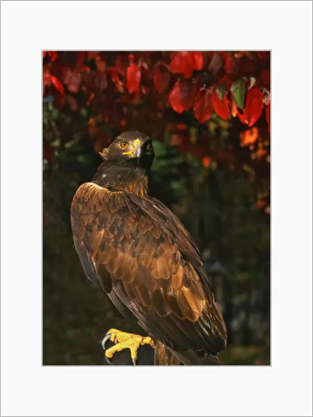 USA, Oregon. Portrait of red-tailed hawk. Credit as: Steve Terrill  /  Jaynes Gallery