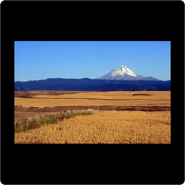 Wheat fields with Mt. Hood in background, Oregon