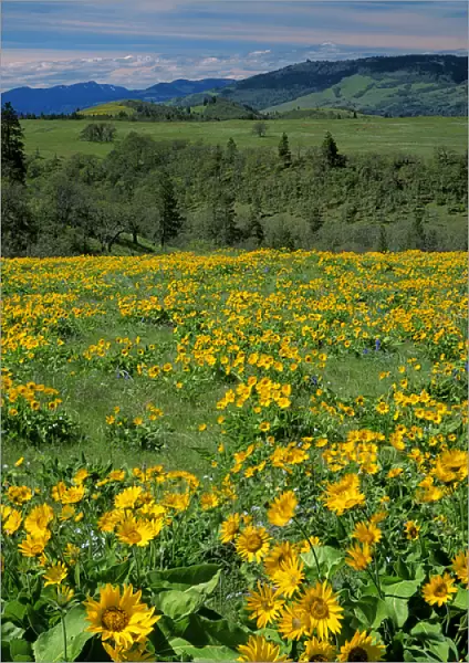USA, Oregon, Columbia River Gorge National Scenic Area, Tom McCall Nature Preserve