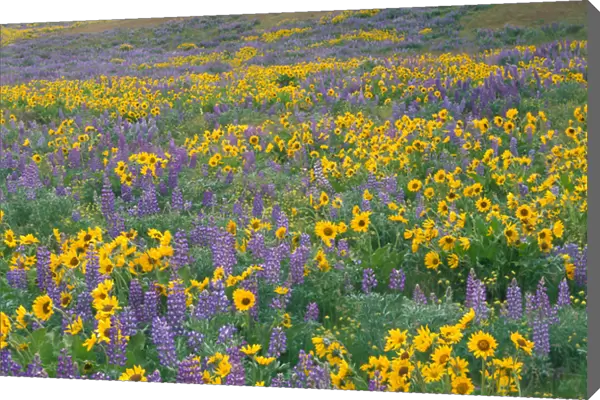NA, USA, Oregon. Field of arrowleaf balsamroot and lupine