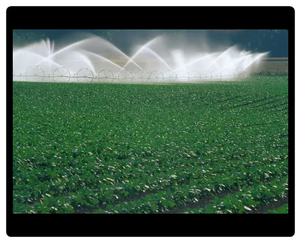 NA, USA, Oregon. Sprinkler system in crop