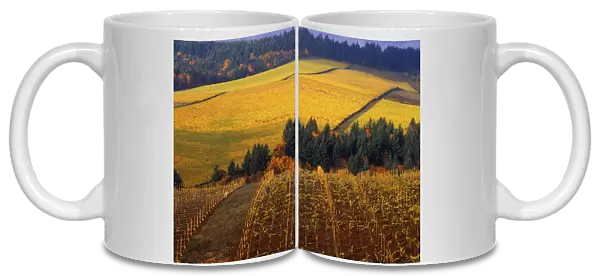 Fall colors in vineyards of the Red Hills above Dundee, Oregon