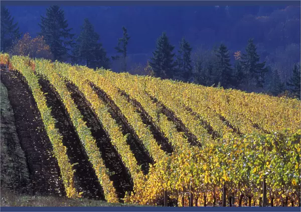 Rows of fall colored vines of Bella Vida vineyard roll over the Red Hills above Dundee