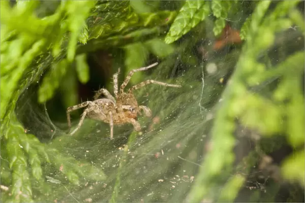 USA, Oregon, Keizer, unknown funnel web spider