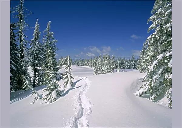 USA, Oregon, Crater Lake NP. Deep snow makes travel difficult on a path among these