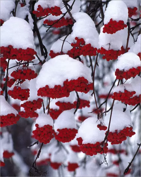 USA, Oregon, Bend. Snow covers the berries of the Mountain Ash in Bend, Oregon