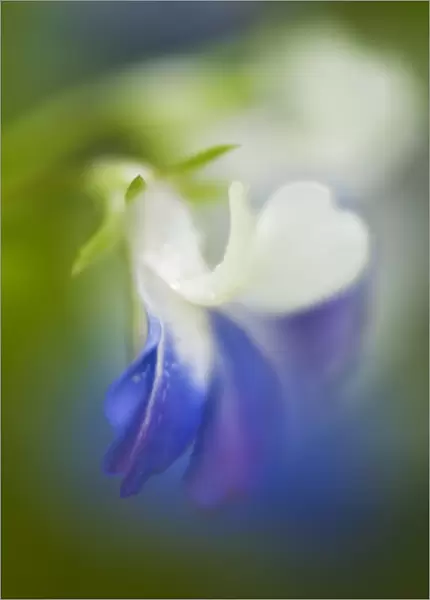 USA, Pennsylvania, Cedar Creek. Close-up abstract of blue-eyed Mary wildflower. Credit as