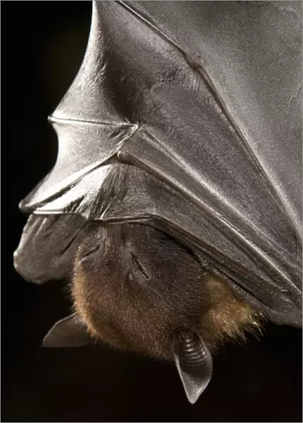 Giant Fruit Bat, Pteropus giganteus, from India. Shot in Captive situation in typical