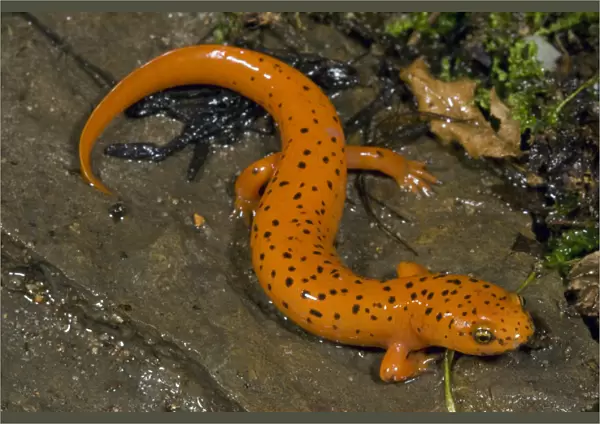 Northern Red Salamander, Pseudotrition ruber, along stream in Central Pennsylvania, USA