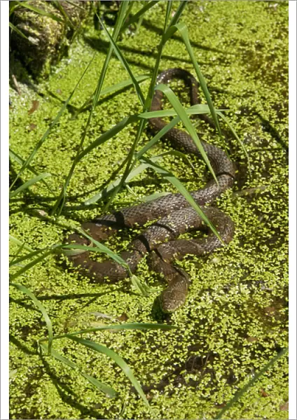 Northern Water Snake, Nerodia sipedon, is resting in a streambed in Central PA, USA