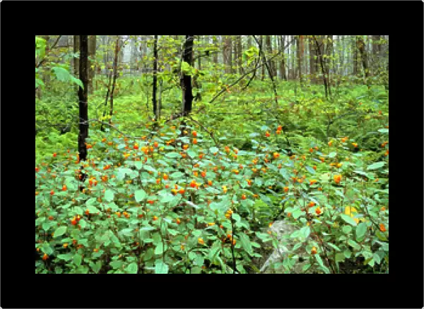 United States, Pennsylvania, Wyoming SP. Red-blossomed jewelweed flourishes in Wyoming State Park