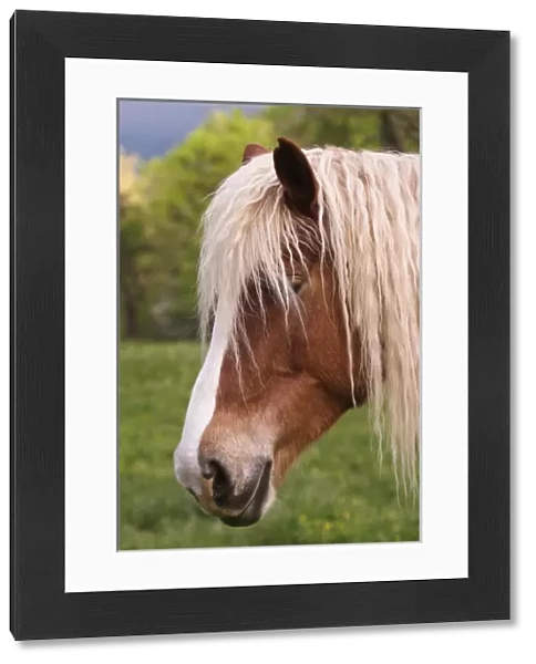 Portrait of Palomino horse, Cades Cove, Great Smoky Mountains N. P. TN