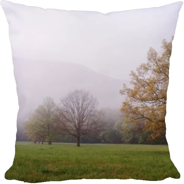 Trees in foggy meadow Cades Cove Great Smoky Mountains N. P. TN